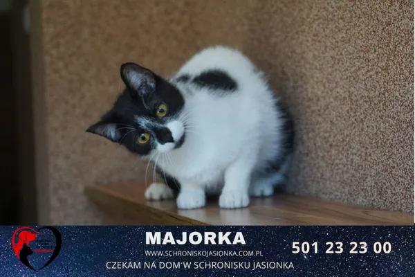 Kot do adopcji, Ciosny, 8 stycznia 2021 (3/4)