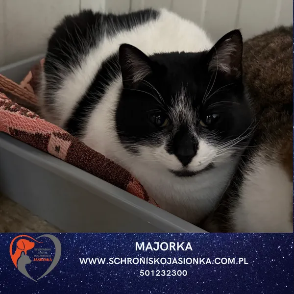 Kot do adopcji, Ciosny, 8 stycznia 2021 (4/4)