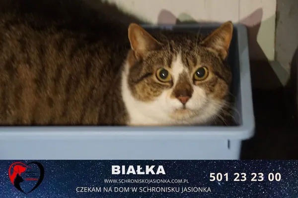 Kot do adopcji, Ciosny, 5 września 2020 (1/3)