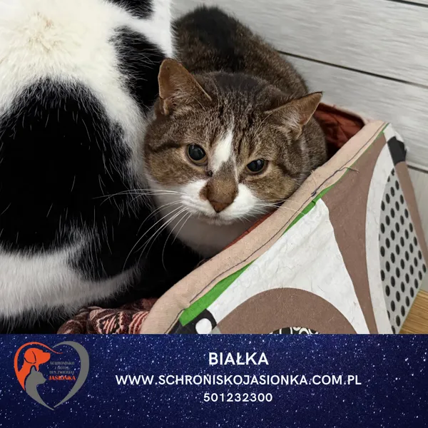 Kot do adopcji, Ciosny, 5 września 2020 (3/3)