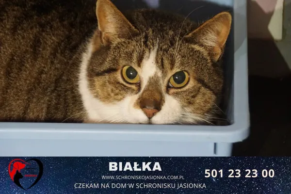 Kot do adopcji, Ciosny, 5 września 2020 (2/3)