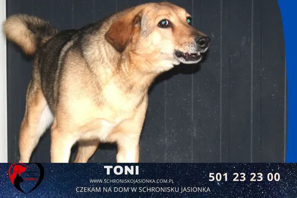 Pies do adopcji, Ciosny, 20 stycznia 2019 (1/2)