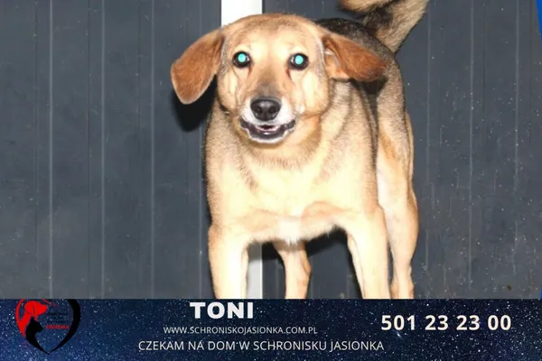 Pies do adopcji, Ciosny, 20 stycznia 2019 (2/2)