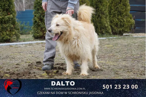 Pies do adopcji, Ciosny, 9 grudnia 2020 (1/5)