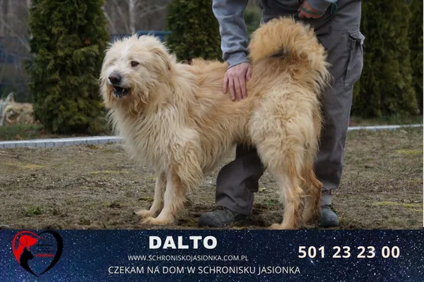 Pies do adopcji, Ciosny, 9 grudnia 2020 (4/5)