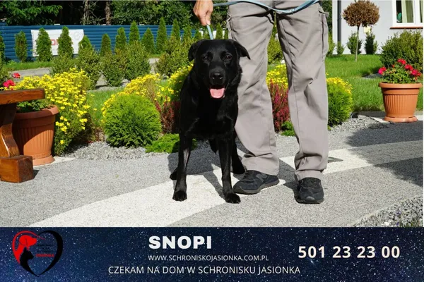 Pies do adopcji, Ciosny, 19 sierpnia 2022 (2/5)