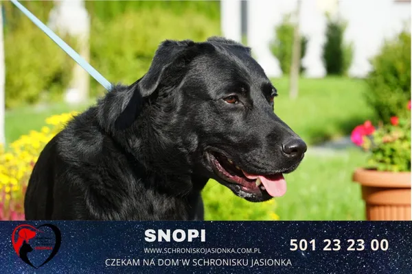 Pies do adopcji, Ciosny, 19 sierpnia 2022 (5/5)