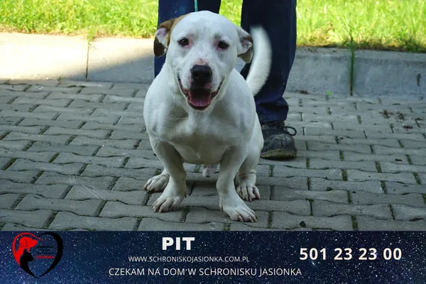 Pies do adopcji, Ciosny, 2 sierpnia 2022