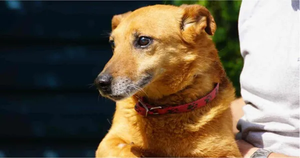 Pies do adopcji, Ciosny, 10 czerwca 2022