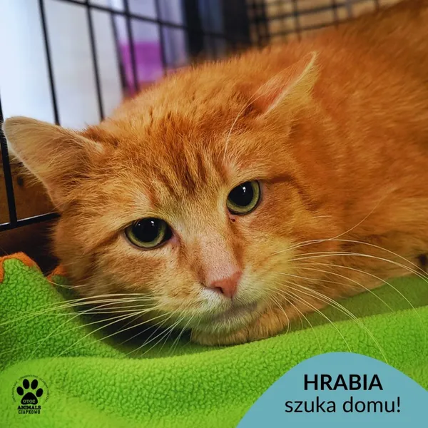 Kot do adopcji, Gdynia, 27 marca 2026 (1/3)