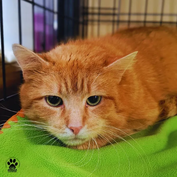 Kot do adopcji, Gdynia, 27 marca 2026 (2/3)