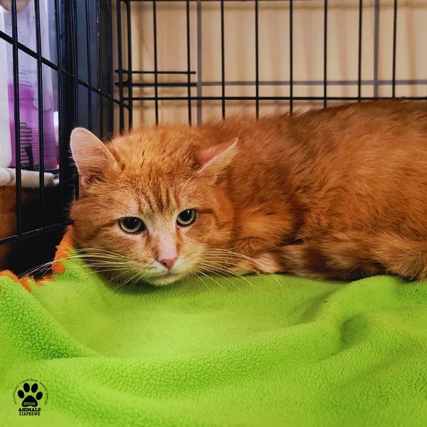 Kot do adopcji, Gdynia, 27 marca 2026 (3/3)