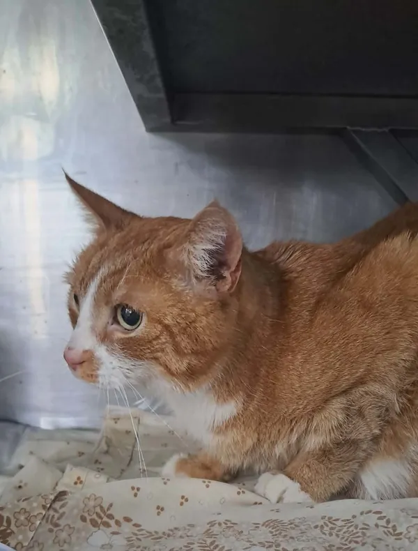 Kot do adopcji, Olsztyn, 25 marca 2026 (2/2)