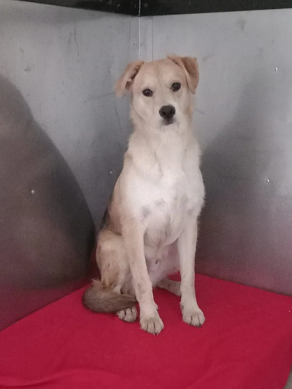 Pies do adopcji, Ciosny, 26 marca 2026