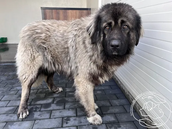 Pies do adopcji, Chełmek, 11 marca 2026