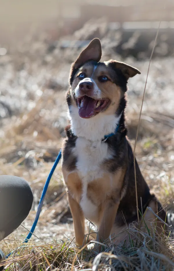 Pies do adopcji, Jelenia Góra, 5 marca 2026 (1/5)