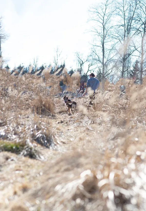 Pies do adopcji, Jelenia Góra, 5 marca 2026 (3/5)