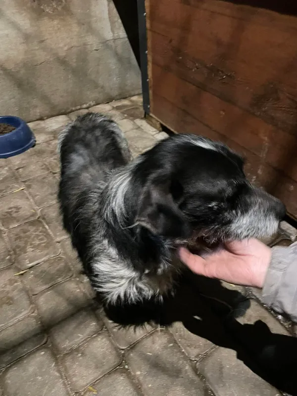 Pies do adopcji, Zgierz, 26 marca 2026 (2/3)