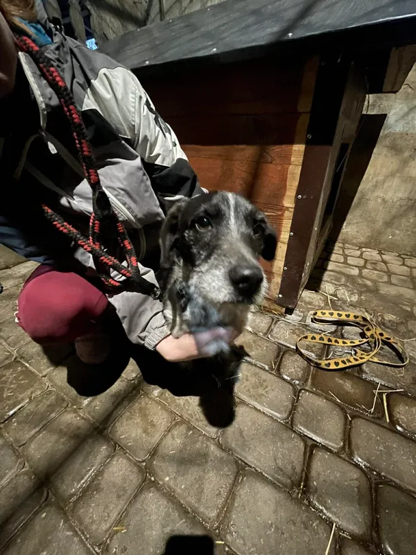 Pies do adopcji, Zgierz, 26 marca 2026 (1/3)