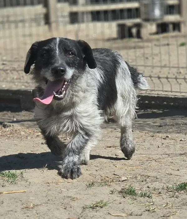 Pies do adopcji, Zgierz, 26 marca 2026 (1/5)