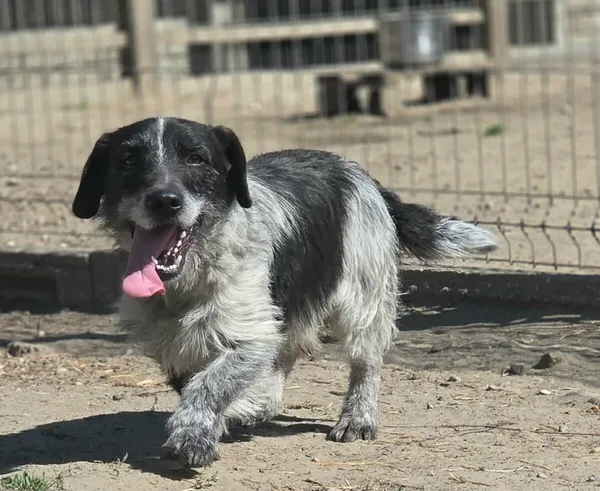 Pies do adopcji, Zgierz, 26 marca 2026 (2/5)