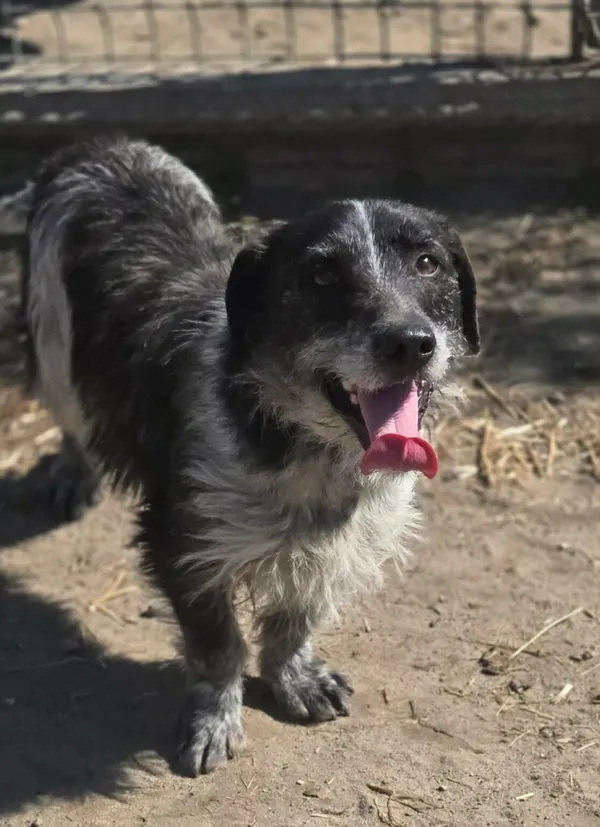 Pies do adopcji, Zgierz, 26 marca 2026 (3/5)