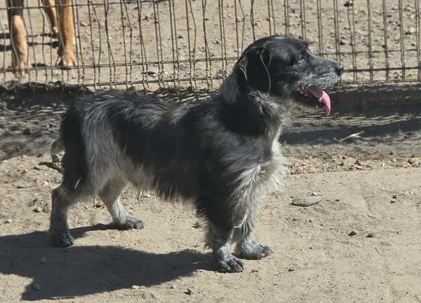 Pies do adopcji, Zgierz, 26 marca 2026 (4/5)