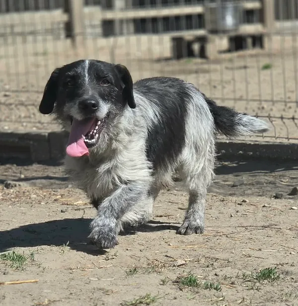 Pies do adopcji, Zgierz, 26 marca 2026 (5/5)