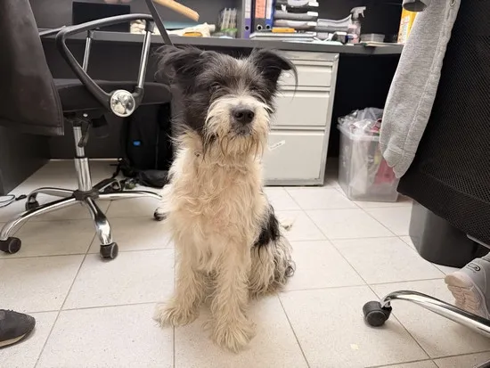 Pies do adopcji, Kraków, 12 marca 2026