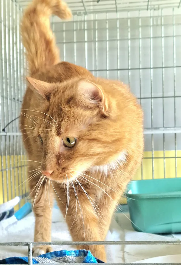 Znaleziono kota, Wrocław, 25 marca 2026