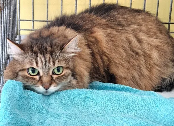 Znaleziono kota, Wrocław, 24 marca 2026