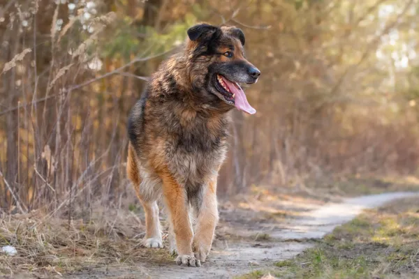 Pies do adopcji, Nowodwór, 26 marca 2026 (1/5)