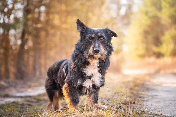 Pies do adopcji, Nowodwór, 26 marca 2026 (1/5)