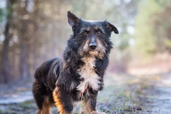 Pies do adopcji, Nowodwór, 26 marca 2026 (3/5)