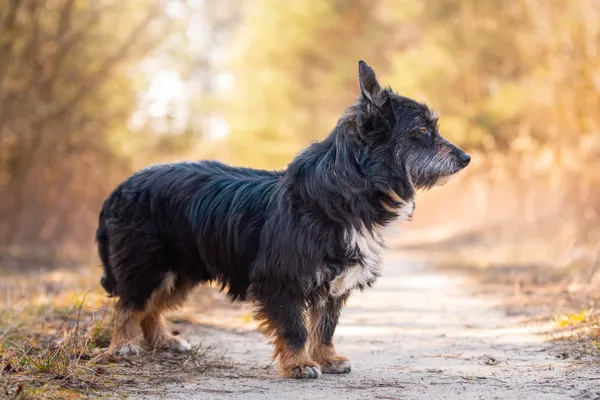 Pies do adopcji, Nowodwór, 26 marca 2026 (4/5)