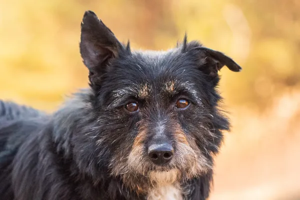 Pies do adopcji, Nowodwór, 26 marca 2026 (5/5)