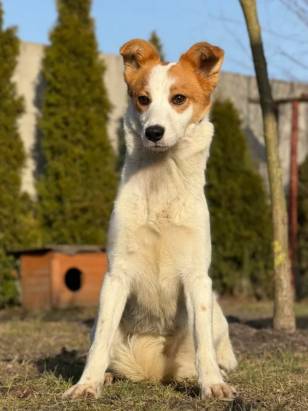 Pies do adopcji, Pieczyska, 27 marca 2026 (2/5)