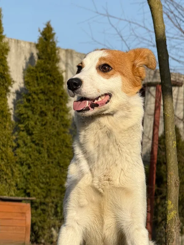 Pies do adopcji, Pieczyska, 27 marca 2026 (3/5)