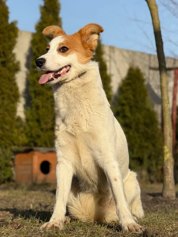 Pies do adopcji, Pieczyska, 27 marca 2026 (4/5)