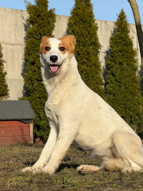 Pies do adopcji, Pieczyska, 27 marca 2026 (5/5)