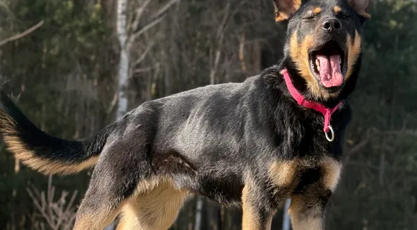 Pies do adopcji, Pieczyska, 27 marca 2026 (1/5)