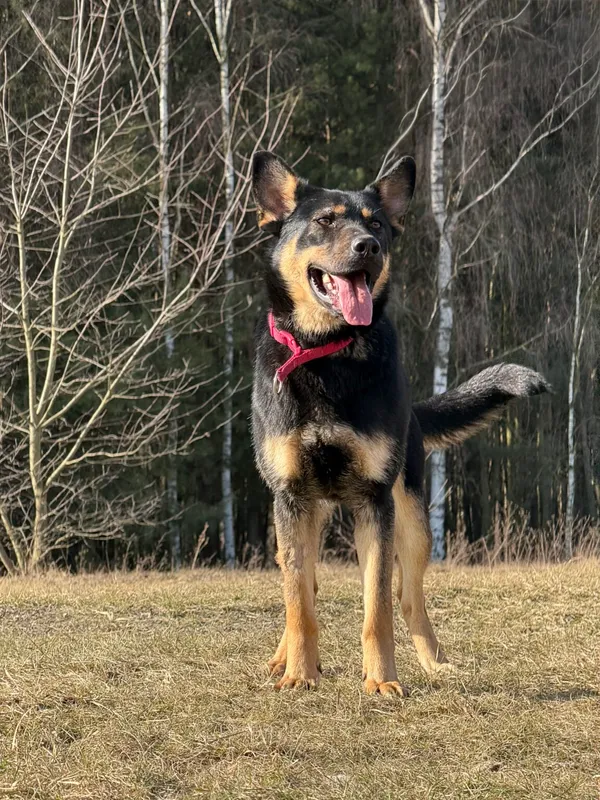 Pies do adopcji, Pieczyska, 27 marca 2026 (2/5)