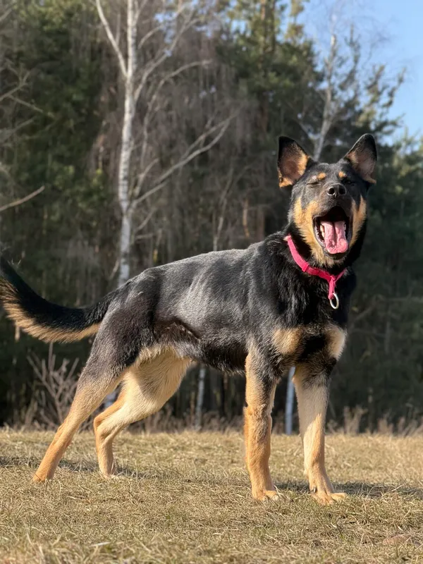 Pies do adopcji, Pieczyska, 27 marca 2026 (3/5)