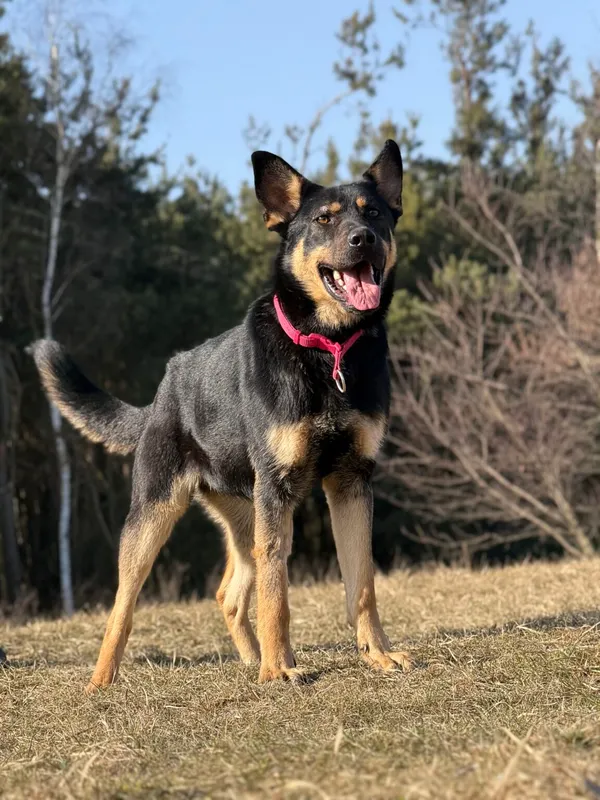 Pies do adopcji, Pieczyska, 27 marca 2026 (4/5)