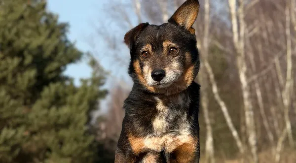 Pies do adopcji, Pieczyska, 26 marca 2026 (1/5)