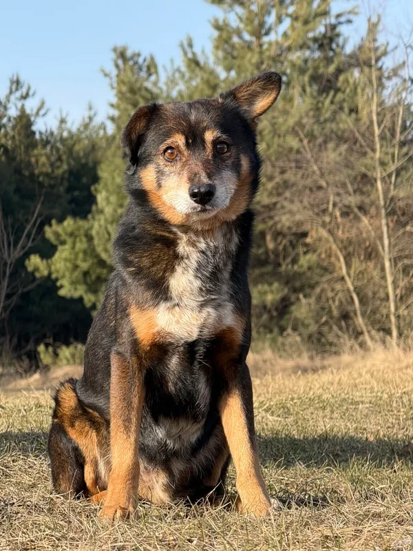 Pies do adopcji, Pieczyska, 26 marca 2026 (2/5)