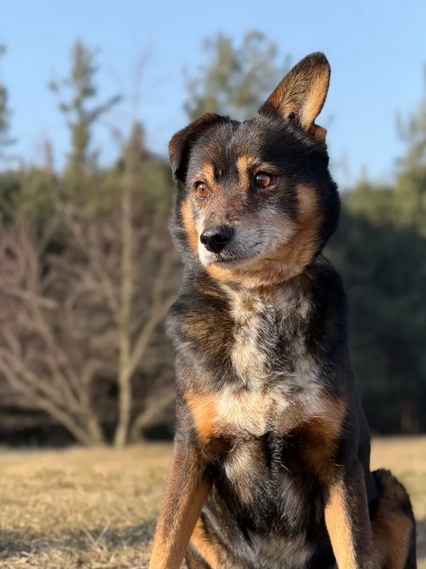 Pies do adopcji, Pieczyska, 26 marca 2026 (3/5)