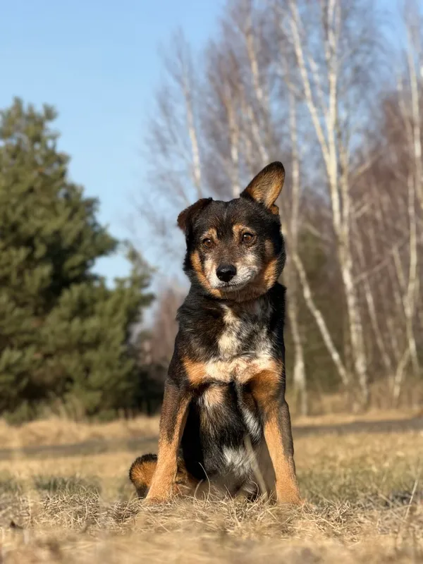 Pies do adopcji, Pieczyska, 26 marca 2026 (4/5)