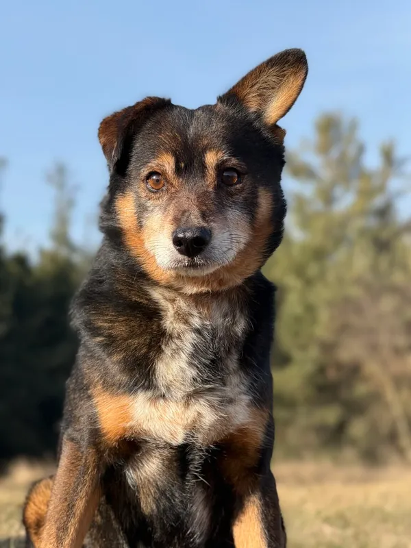 Pies do adopcji, Pieczyska, 26 marca 2026 (5/5)