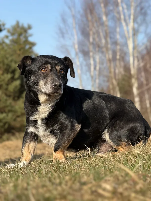 Pies do adopcji, Pieczyska, 26 marca 2026 (2/5)